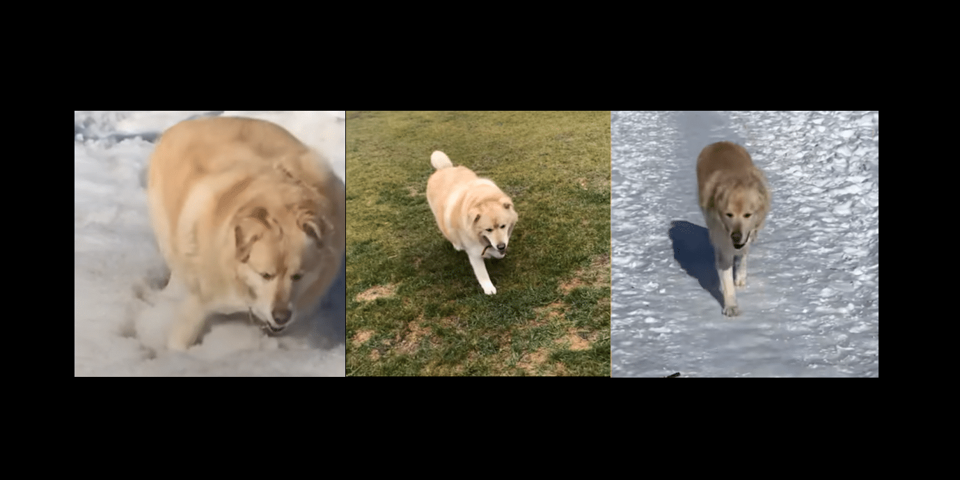 Dog Loses 100 Pounds In A Year Thanks To His Mom's Help - Pooch Star