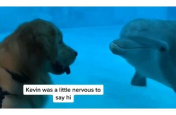 Dog And Dolphin Have Adorable Encounter After Video Chatting