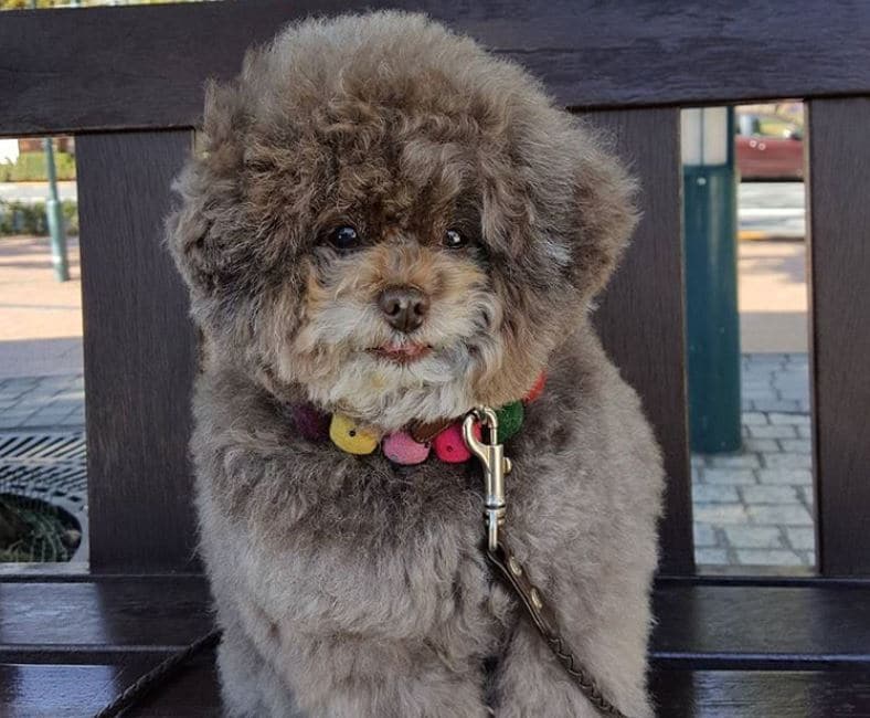 fluffy-poodle-has-gone-viral-for-his-adorable-human-like-expressions