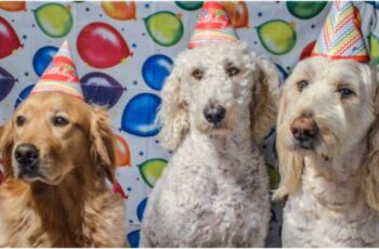 6 Dog Party Activities That Will Leave The Puppies Pooched