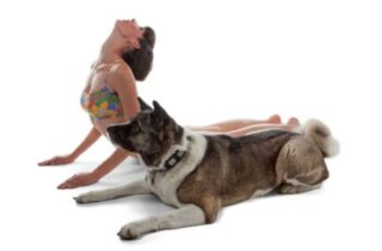 Doga - How Can I Make Yoga With My Dog Work?