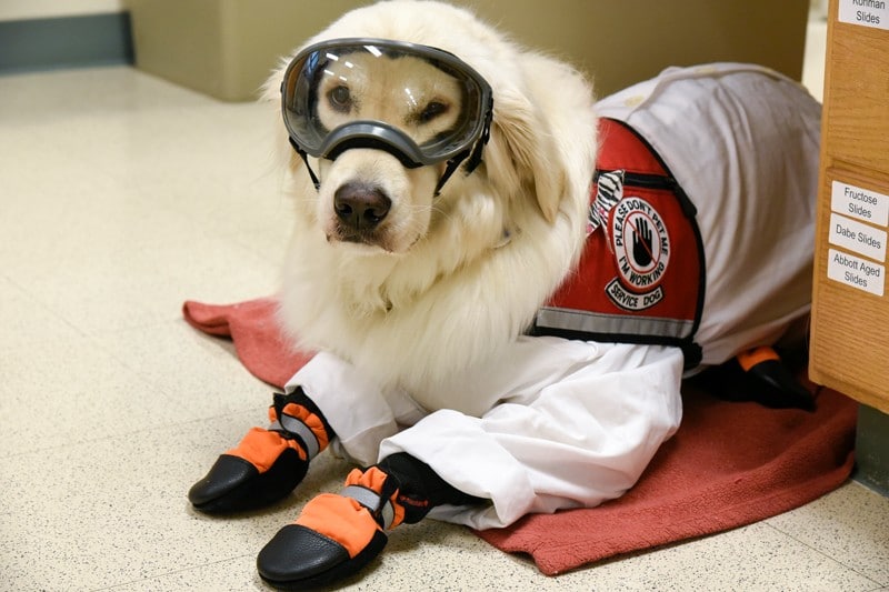 Dog wears protective clothing