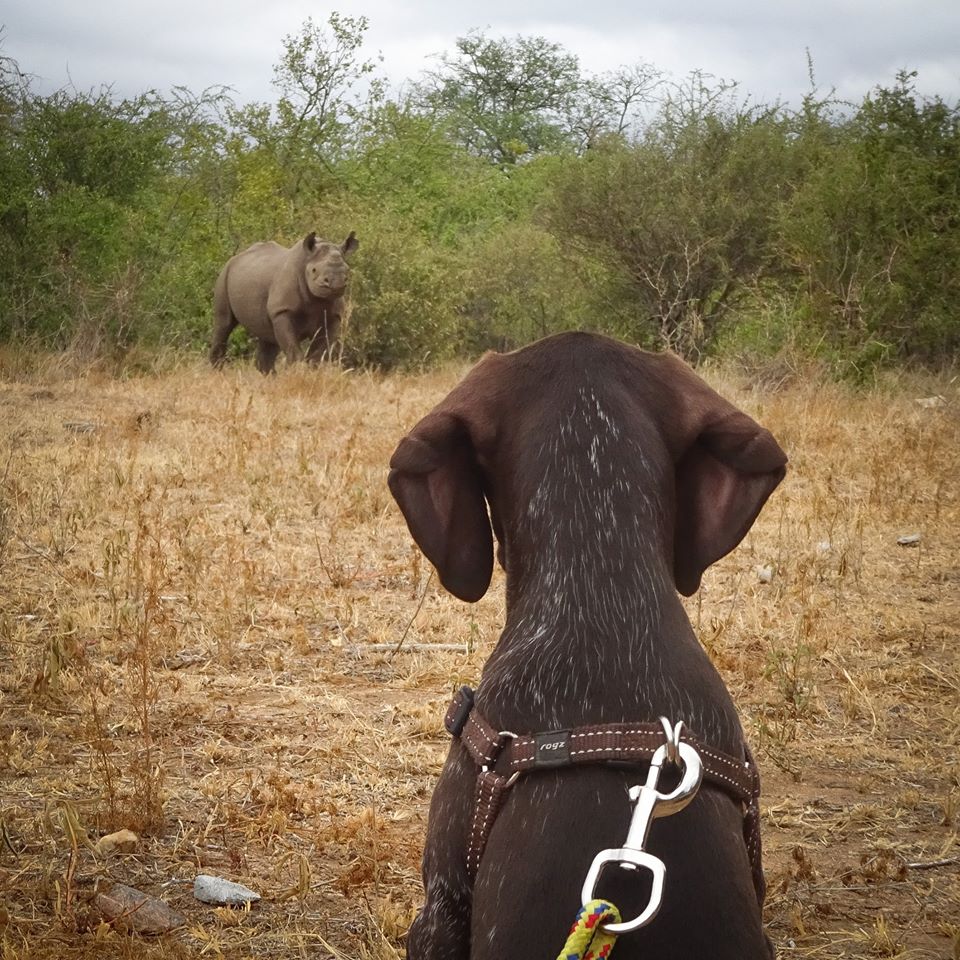 Anti-Poaching Dogs Are Hot On The Trails To Protecting Our Wildlife