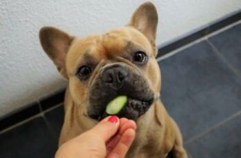 8 Benefits Of A Fresh Food Diet For Dogs