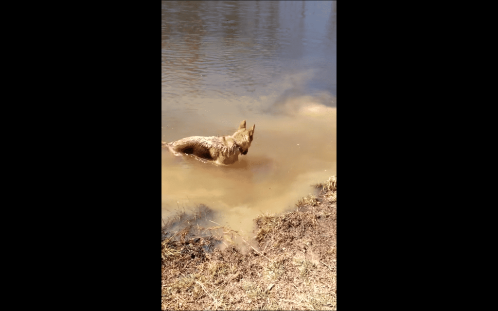 This German Shepherd Doesn’t Want To Get Out Of Her Family’s Pond