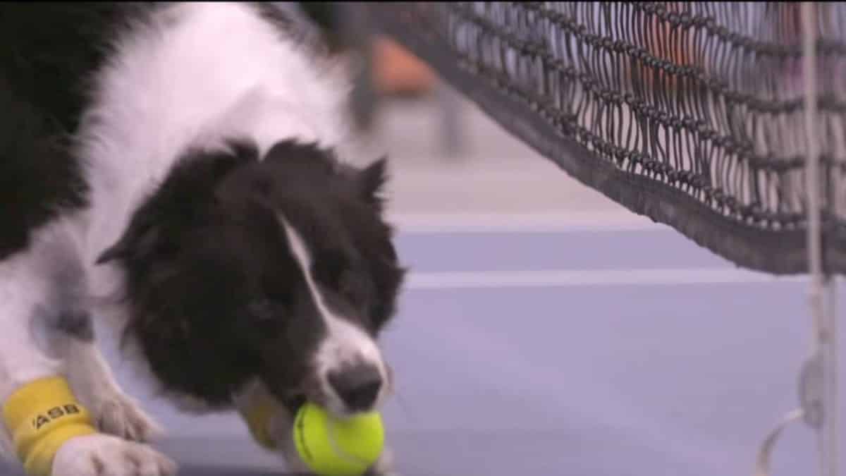 Tennis Event In New Zealand Are Using Doggos To Collect Balls