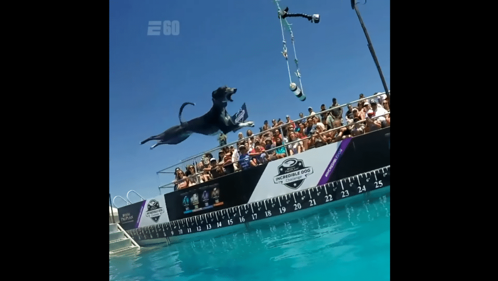 Watch This Whippet Dog Jump 8ft 6in High