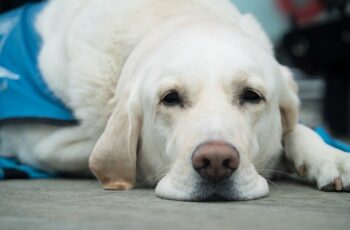 7 Interesting Facts About Guide Dogs You Probably Didn’t Know