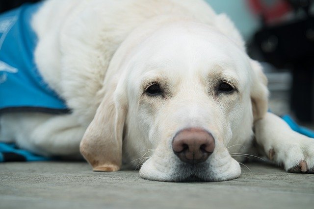 7 Interesting Facts About Guide Dogs You Probably Didn’t Know