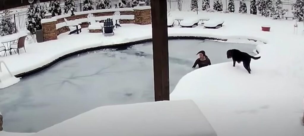 dog falls in frozen pool
