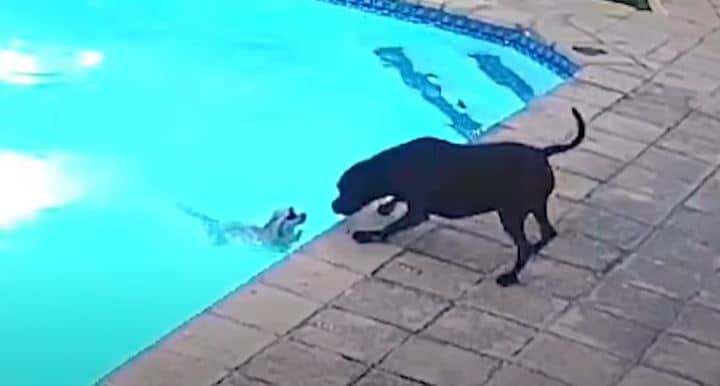 Rescue Dog Saves Fellow Dog From Drowning