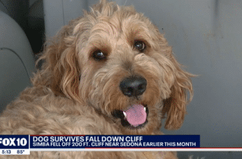 Miracles Do Happen! Dog Astonishingly Survives A 200-Foot Cliff Fall
