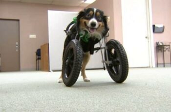 This Two-Legged Dog Is Inspiring Kids To Embrace Their Disabilities