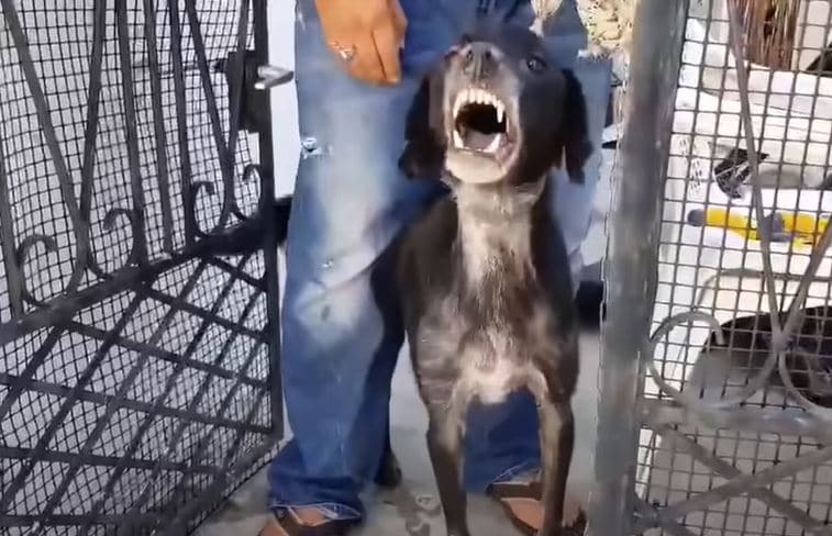 Aggressive Dog Gives In To Hugs For The First Time Just Hours After Rescue From Violent Owner