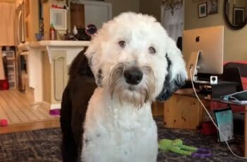 Sheepadoodle that learned to communicate like human using dog communication buttons.
