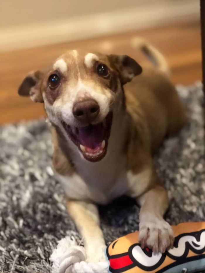Bailey, Australia’s Smiling Dog, Celebrates His 13th Birthday