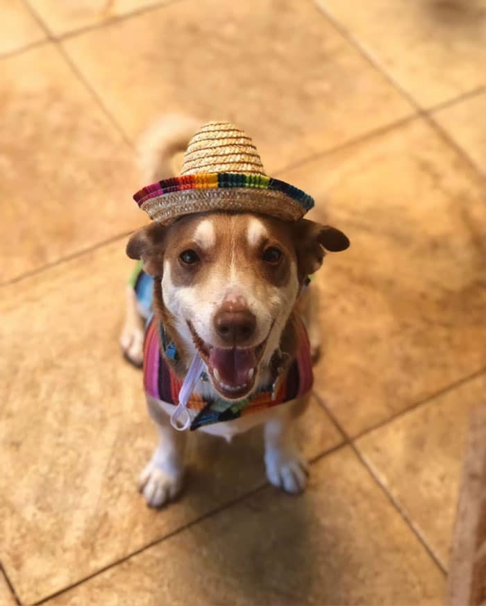 Bailey, Australia’s Smiling Dog, Celebrates His 13th Birthday