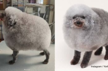 Groomer Transforms This Dog Into A Sheep