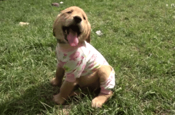 puppy pajama