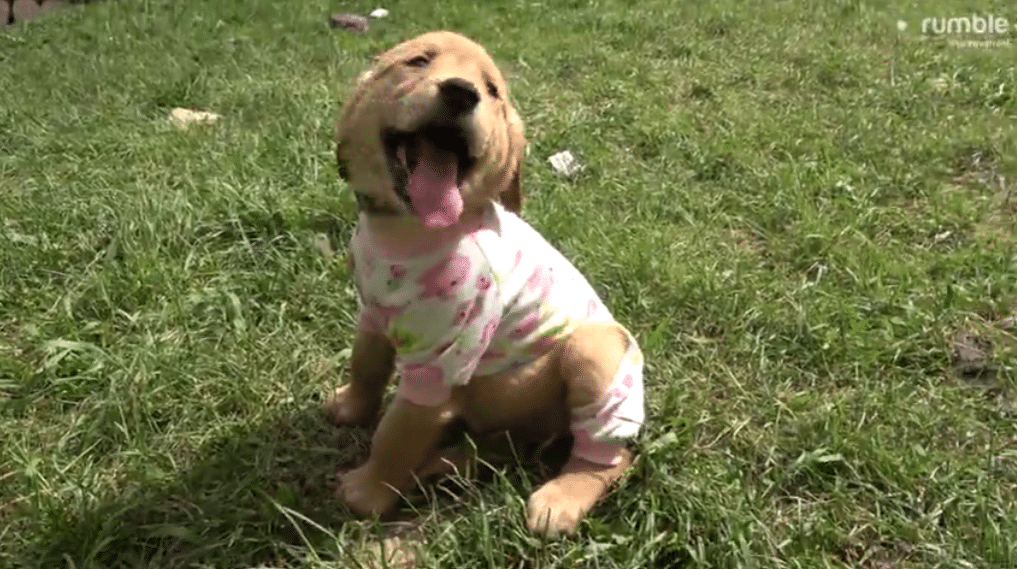 puppy pajama