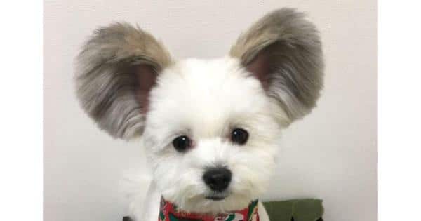 These Pictures Of This Big Fluffy-Eared Dog Prove That Mickey Mouse Is Real