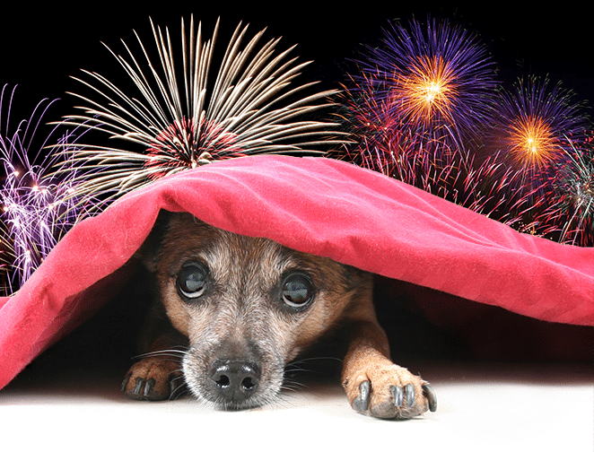 10 Steps To Calm Your Dog During The 4th Of July Fireworks - Pooch Star