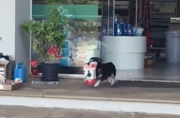 This Dog Goes To The Store By Himself Everyday, To Get Bags Of Food
