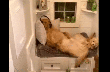 Golden Retriever Brags About His Stylish Indoor Doghouse
