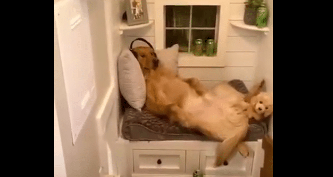 Golden Retriever Brags About His Stylish Indoor Doghouse