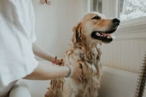 bathe a dog