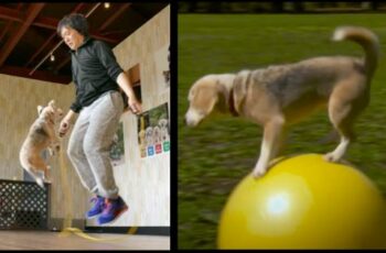 Meet Purin The Fastest Dog On A Ball And Who Can Jump 58 Skips