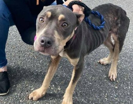 Woman Rescues Starving Pit Bull Locked In An Attic