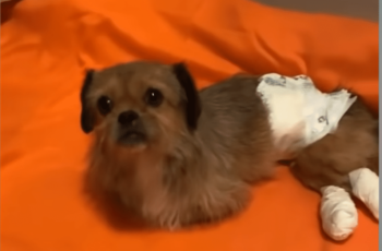 Paralyzed Dog Found Dragging Itself On The Street Gets A Second Chance At Life