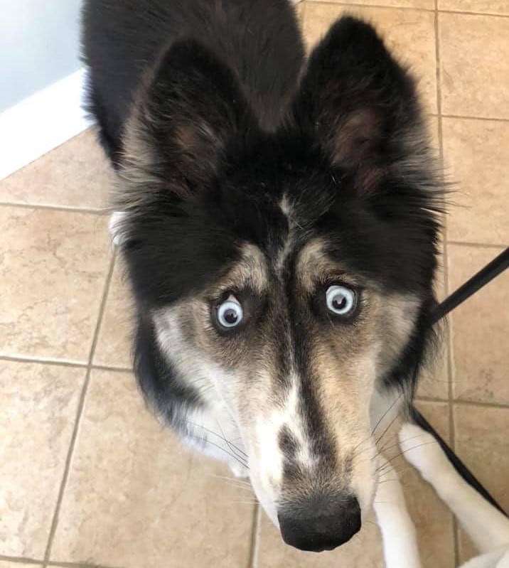 Beautiful Husky, Abandoned For Her “Weird” Eyes, Finds Her Forever Family