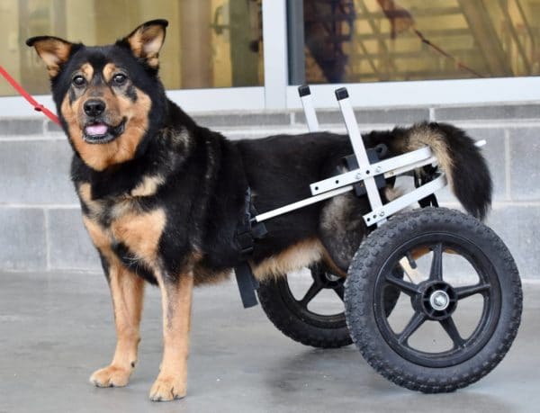 paralyzed dog