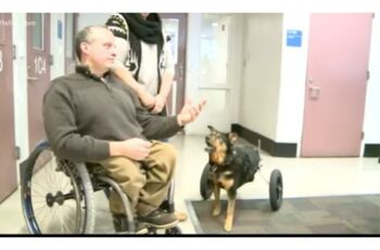 Paralyzed Dog Gets Adopted By Man With Similar Condition