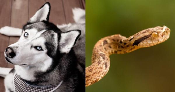 Loyal Dog Protects A 12-Year-Old Child From A Venomous Snake