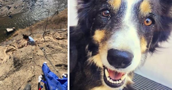 Dog Stranded On A Cliff Was Saved By Amazing Rescuers