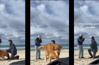 Golden Retriever Crashes His Parent's Engagement With Heart Shaped Zoomies
