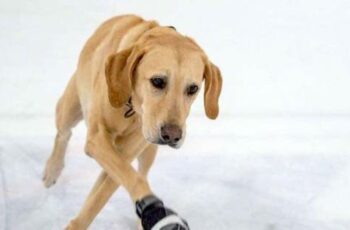Ice-Skating Labrador Retriever Bedazzles His Fans