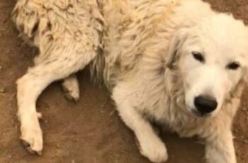 Herding Dog Faces Off A Wild Fire After Refusing To Leave His Goats