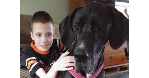 Great Dane Helps Boy With Cerebral Palsy Walk Again