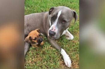 Meet The American Staffy Who Fostered Over 200 Puppies