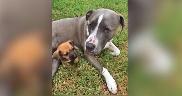 Meet The American Staffy Who Fostered Over 200 Puppies