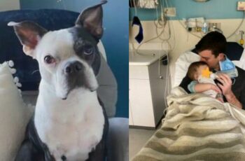 Boston Terrier Breaks Into Nursery Several Times To Warn Parents That Something Is Wrong, Saves Baby's Life