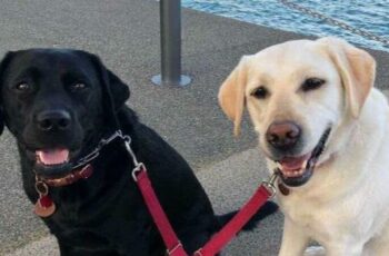 Adorable Service Dog Lily Assists Her Deaf Labrador Sister