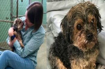 https://poochstar.com/1000-miles-away-and-7-years-later-owner-reunites-with-stolen-dog/