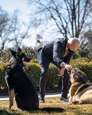 Joe Biden's New Puppy