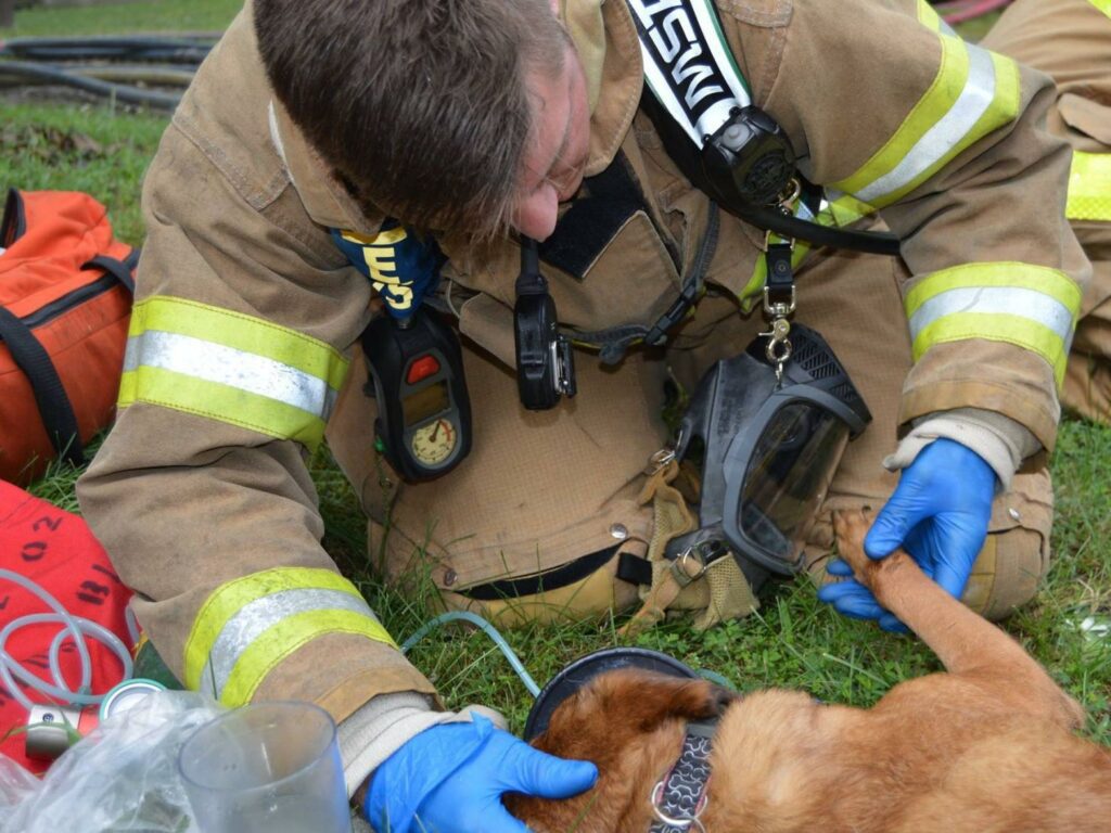 Firefighter Saves A Mastiff