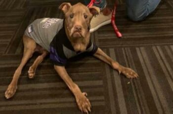Meet Aladdin, The Therapy Pit Bull Who Is A Living Proof That Love Conquers Everything